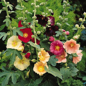 1255  Alcea rosea (ficifolia)  I  Svenskt namn  :Flerårig stockros  I  Krukstorlek   : 11c  I  Förväntad Höjd  :  200 cm  I  Blomningstid :  juli-sept