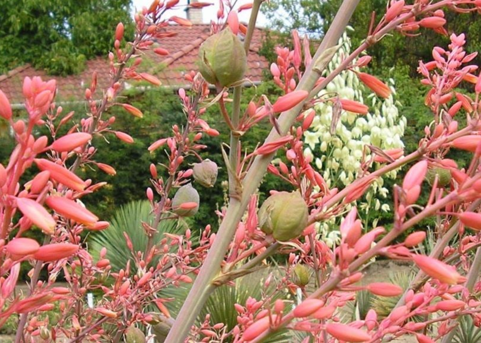 Hesperaloe parviflora  (Texas)