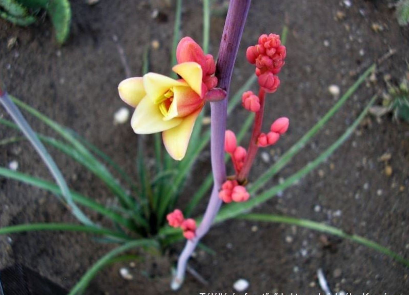 Hesperaloe parviflora 'grandiflora'