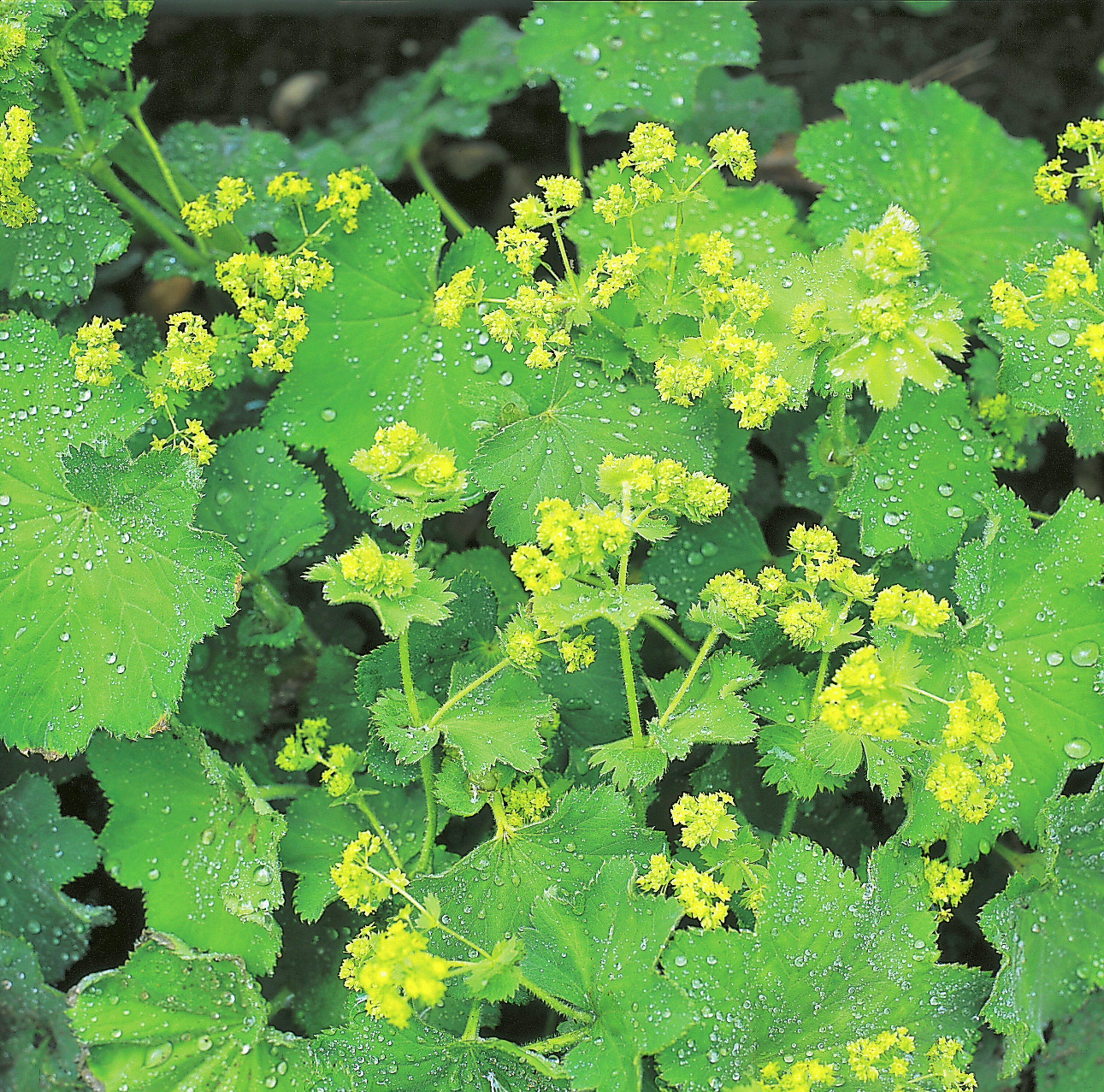 1280  Alchemilla mollis  I  Svenskt namn  :Jättedaggkåpa  I  Krukstorlek   : 11c  I  Förväntad Höjd  :  40 cm  I  Blomningstid :  juni-juli - 3