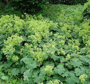1280  Alchemilla mollis  I  Svenskt namn  :Jättedaggkåpa  I  Krukstorlek   : 11c  I  Förväntad Höjd  :  40 cm  I  Blomningstid :  juni-juli