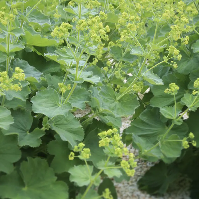 1280  Alchemilla mollis  I  Svenskt namn  :Jättedaggkåpa  I  Krukstorlek   : 11c  I  Förväntad Höjd  :  40 cm  I  Blomningstid :  juni-juli - 2
