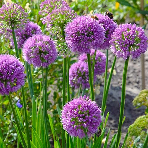 1302  Allium  Millenium  I  Svenskt namn  :Trädgårdskantlök  I  Krukstorlek   : SQ1  I  Förväntad Höjd  :  30 cm  I  Blomningstid :  juli-aug