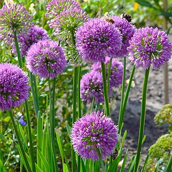 1302  Allium  Millenium  I  Svenskt namn  :Trädgårdskantlök  I  Krukstorlek   : SQ1  I  Förväntad Höjd  :  30 cm  I  Blomningstid :  juli-aug