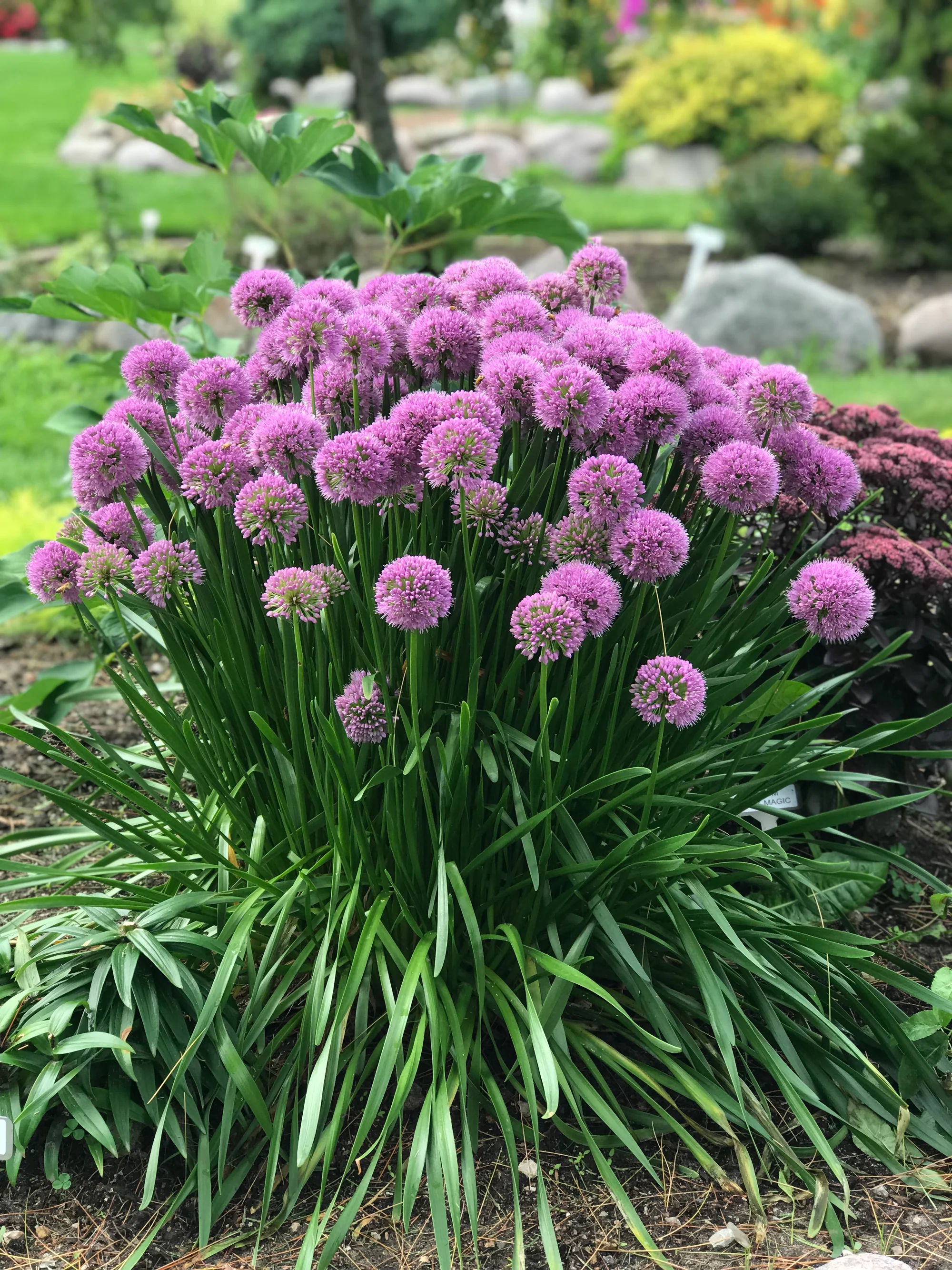 1302  Allium  Millenium  I  Svenskt namn  :Trädgårdskantlök  I  Krukstorlek   : SQ1  I  Förväntad Höjd  :  30 cm  I  Blomningstid :  juli-aug - 3