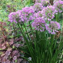 1302  Allium  Millenium  I  Svenskt namn  :Trädgårdskantlök  I  Krukstorlek   : SQ1  I  Förväntad Höjd  :  30 cm  I  Blomningstid :  juli-aug - 2