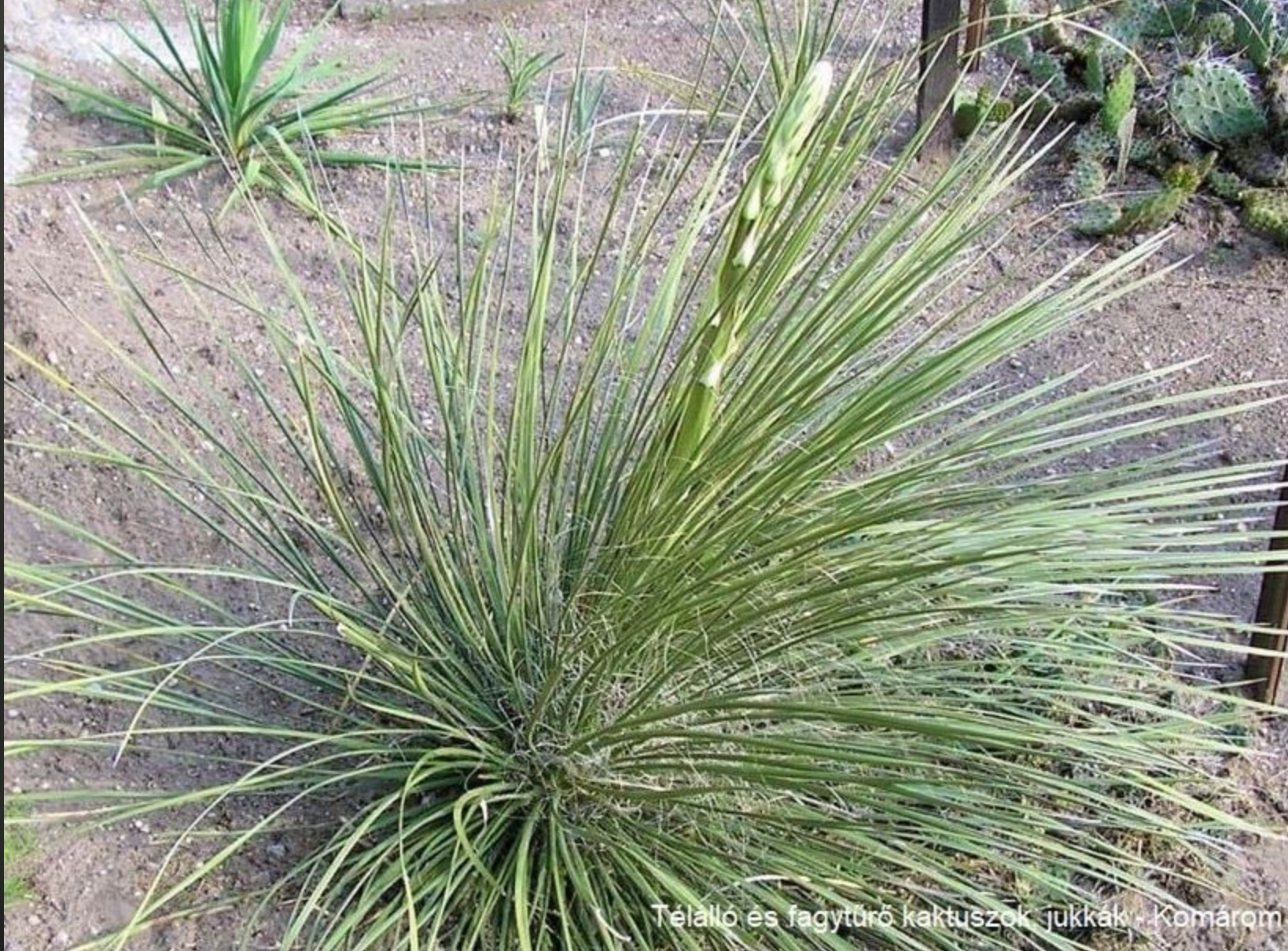 Yucca baileyi (Elk Canyon, 1194m, Otero Co, NM)