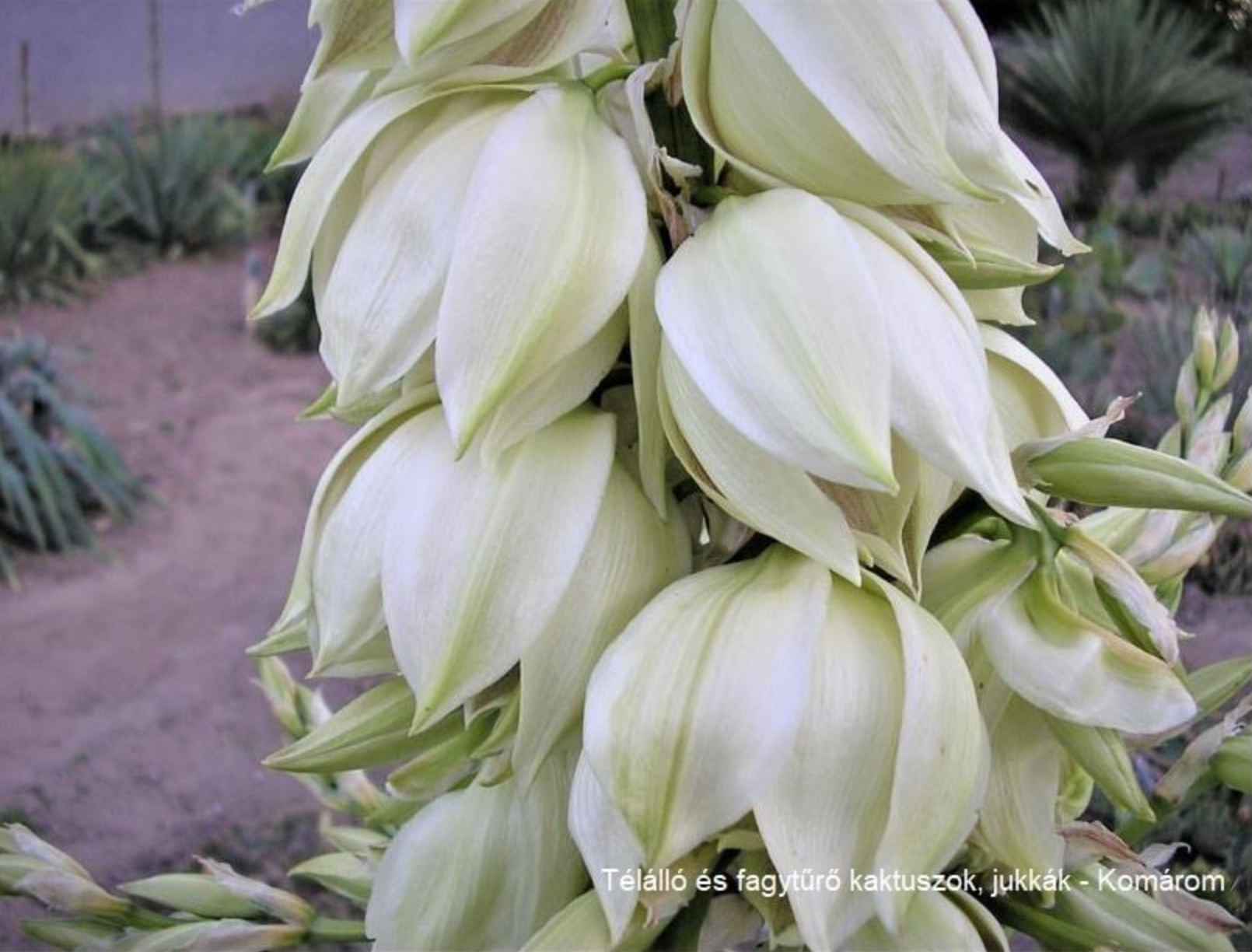Yucca baileyi x glauca (hort. hybrid)