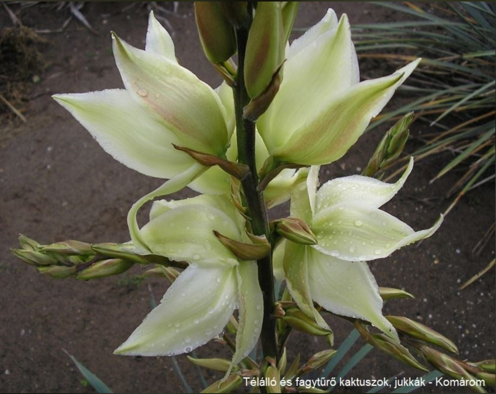 Yucca bright edge' x arkansana (hort. hybrid)