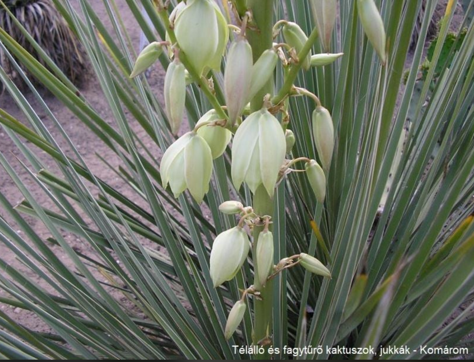 Yucca campestris LZ 2036 (Pecos Co, TX)