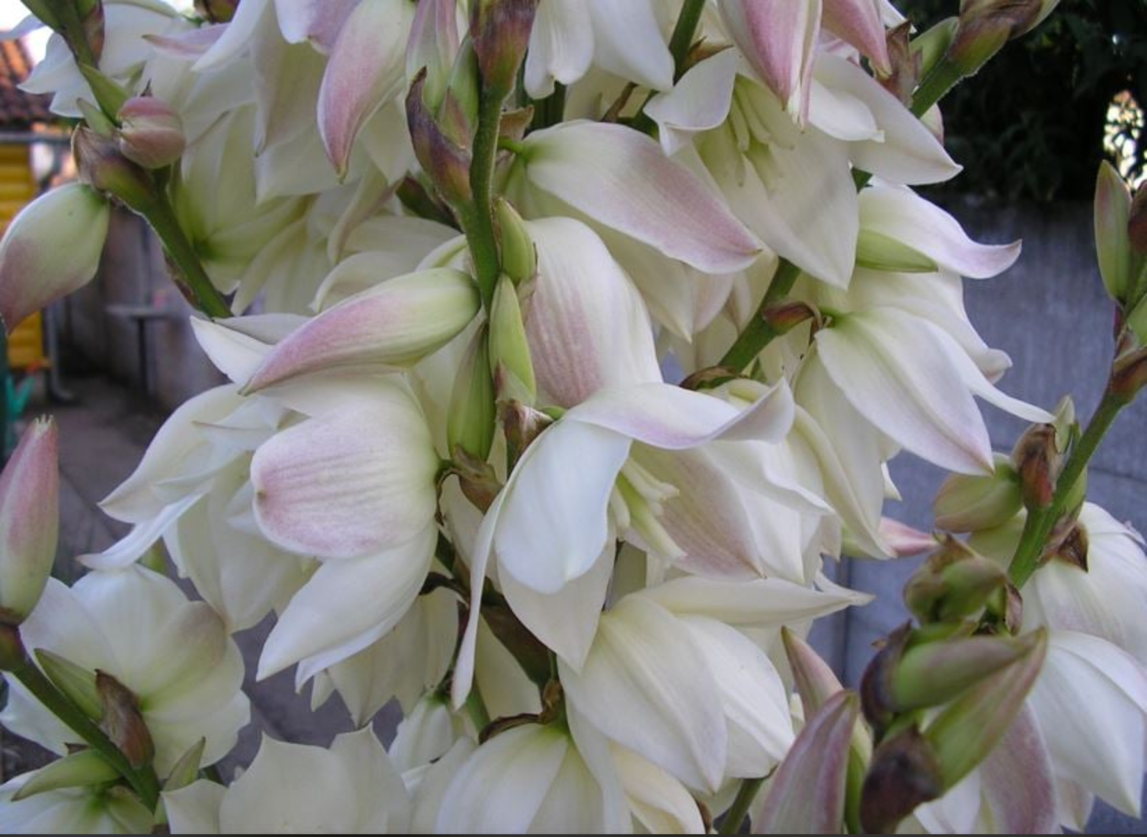 Yucca filamentosa 'Rosemariae'
