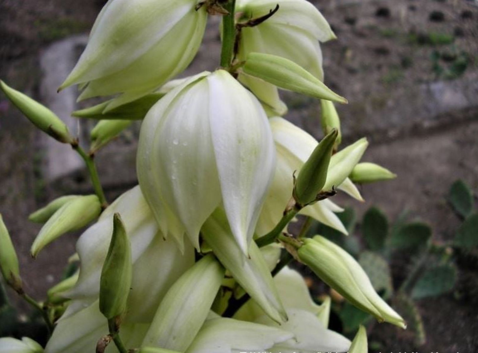 Yucca flaccida (SW Missouri)