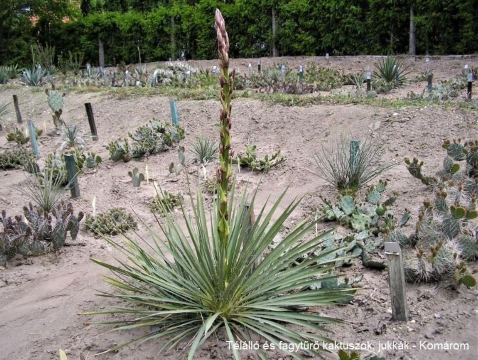 Yucca glauca x neomexicana (hort. hybrid)