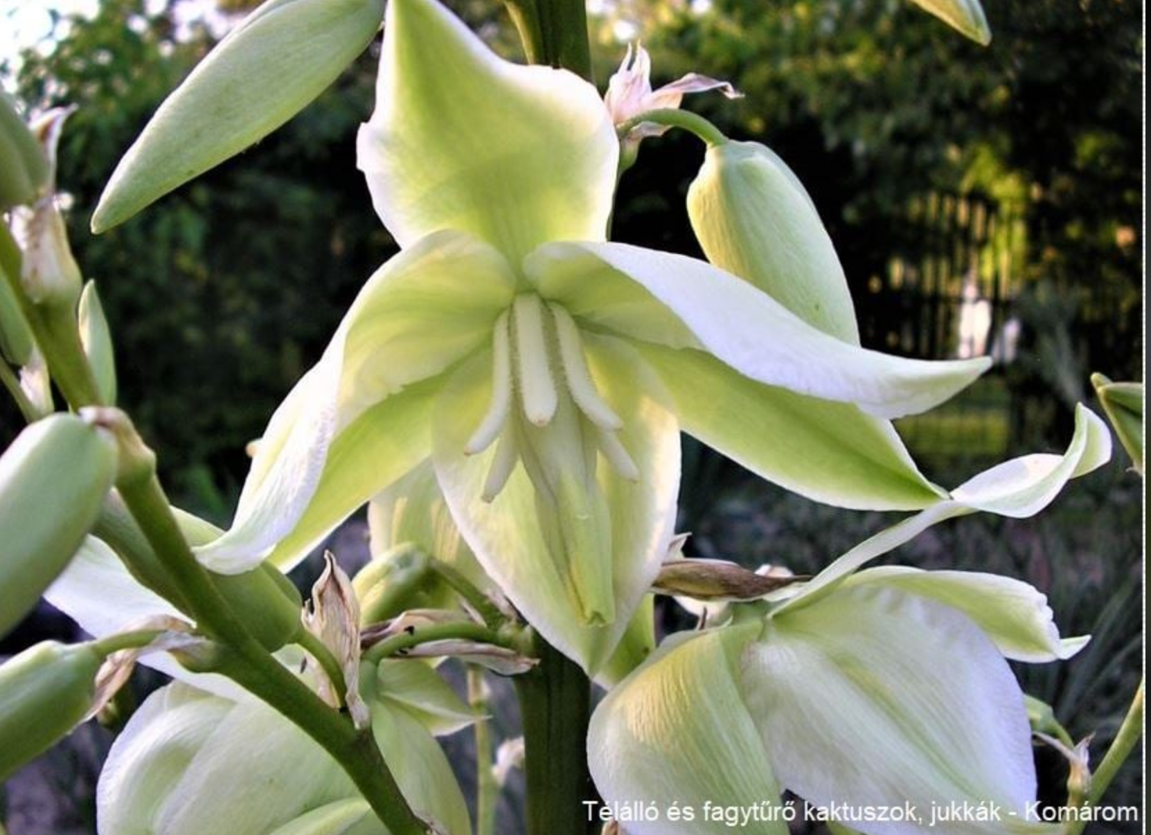 Yucca pallida x arkansana (hort. hybrid)