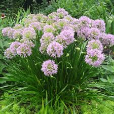 1296  Allium angulosum Summer Beauty  I  Svenskt namn  :Rysslök  I  Krukstorlek   : SQ1  I  Förväntad Höjd  :  50 cm  I  Blomningstid :  juli-aug - 3