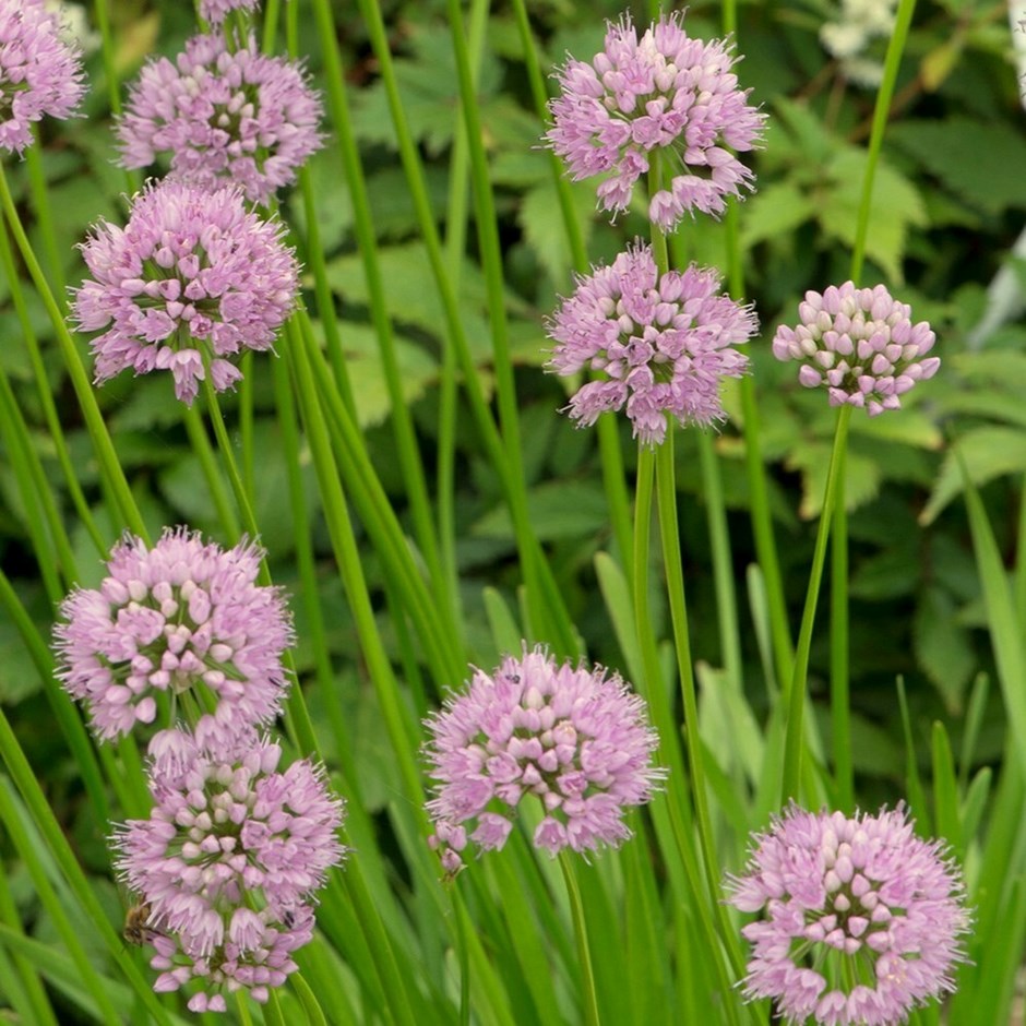 1296  Allium angulosum Summer Beauty  I  Svenskt namn  :Rysslök  I  Krukstorlek   : SQ1  I  Förväntad Höjd  :  50 cm  I  Blomningstid :  juli-aug