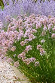 1296  Allium angulosum Summer Beauty  I  Svenskt namn  :Rysslök  I  Krukstorlek   : SQ1  I  Förväntad Höjd  :  50 cm  I  Blomningstid :  juli-aug - 2