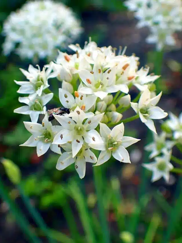 8809  Allium tuberosum  I  Svenskt namn  :Kinesisk gräslök  I  Krukstorlek   : P9  I  Förväntad Höjd  :  25 cm  I  Blomningstid :  juli-aug - 3