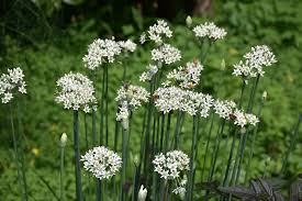8809  Allium tuberosum  I  Svenskt namn  :Kinesisk gräslök  I  Krukstorlek   : P9  I  Förväntad Höjd  :  25 cm  I  Blomningstid :  juli-aug - 2