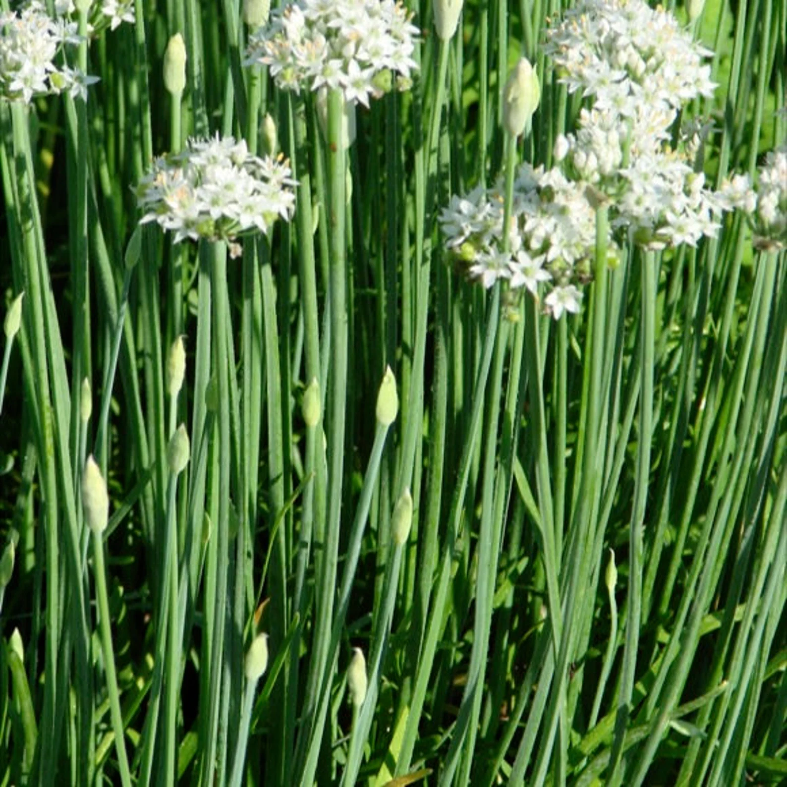 8809  Allium tuberosum  I  Svenskt namn  :Kinesisk gräslök  I  Krukstorlek   : P9  I  Förväntad Höjd  :  25 cm  I  Blomningstid :  juli-aug