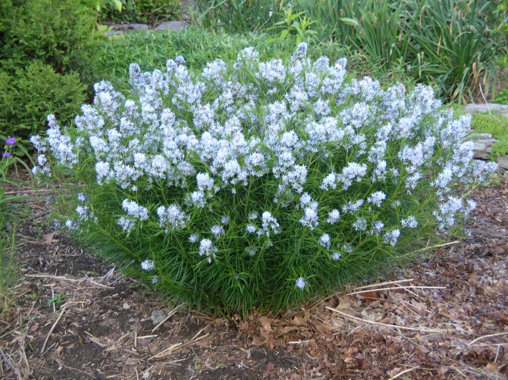 1534  Amsonia hubrichtii  I  Svenskt namn  :Arkansas-amsonia  I  Krukstorlek   : SQ1  I  Förväntad Höjd  :  70 cm  I  Blomningstid :  maj-juni - 2