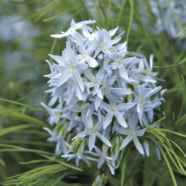 1534  Amsonia hubrichtii  I  Svenskt namn  :Arkansas-amsonia  I  Krukstorlek   : SQ1  I  Förväntad Höjd  :  70 cm  I  Blomningstid :  maj-juni - 3