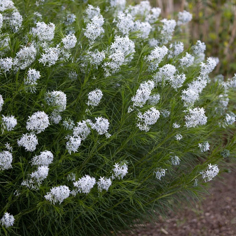 1534  Amsonia hubrichtii  I  Svenskt namn  :Arkansas-amsonia  I  Krukstorlek   : SQ1  I  Förväntad Höjd  :  70 cm  I  Blomningstid :  maj-juni