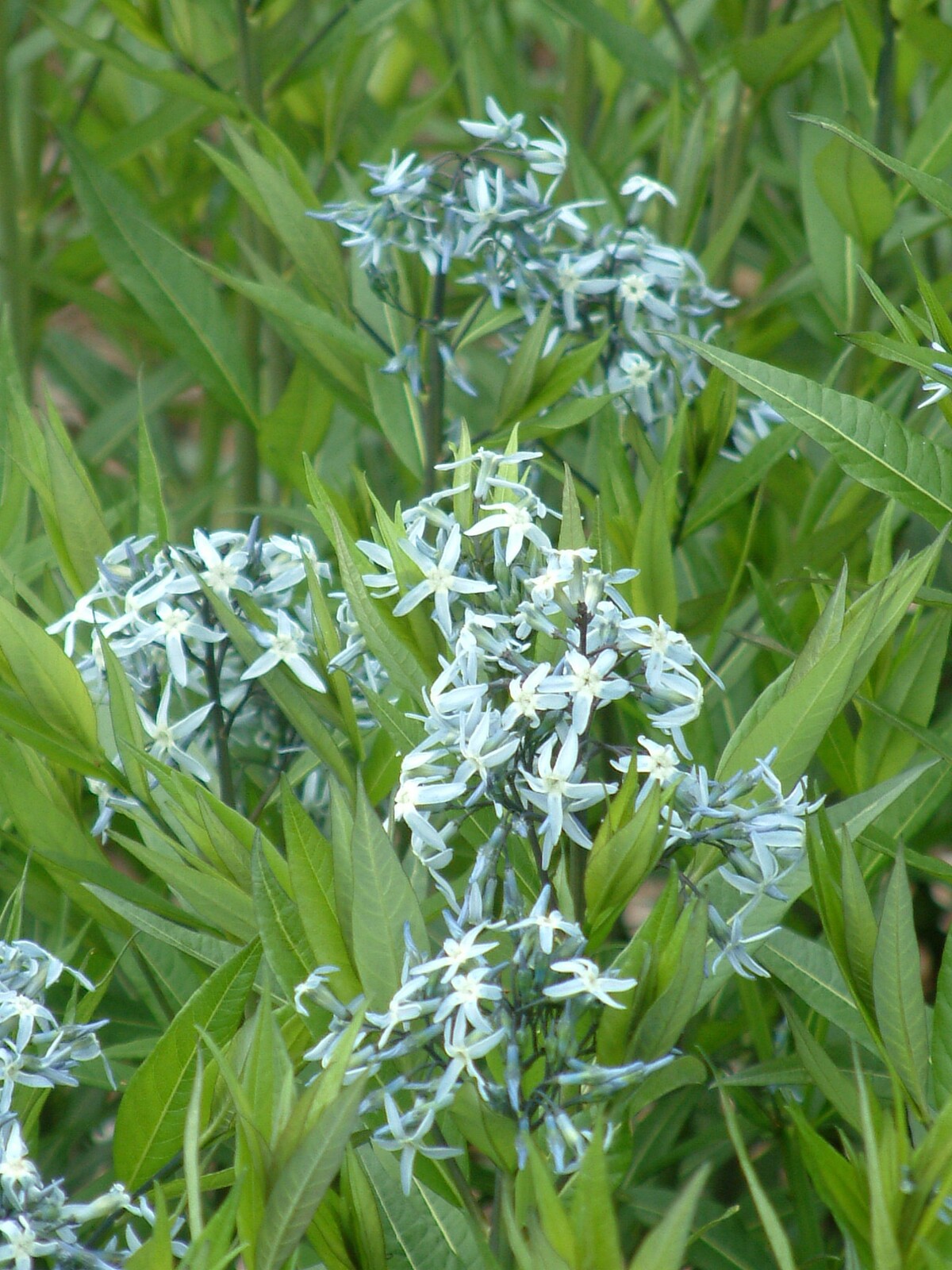 1533  Amsonia tabernaemontana  I  Svenskt namn  :Amsonia  I  Krukstorlek   : SQ1  I  Förväntad Höjd  :  80 cm  I  Blomningstid :  juni-sept - 4