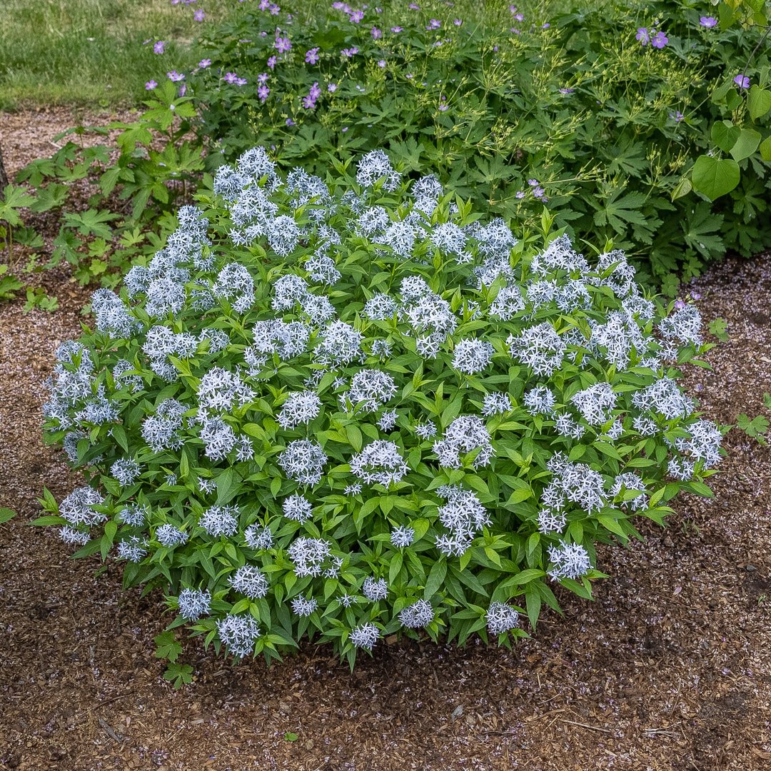 1533  Amsonia tabernaemontana  I  Svenskt namn  :Amsonia  I  Krukstorlek   : SQ1  I  Förväntad Höjd  :  80 cm  I  Blomningstid :  juni-sept