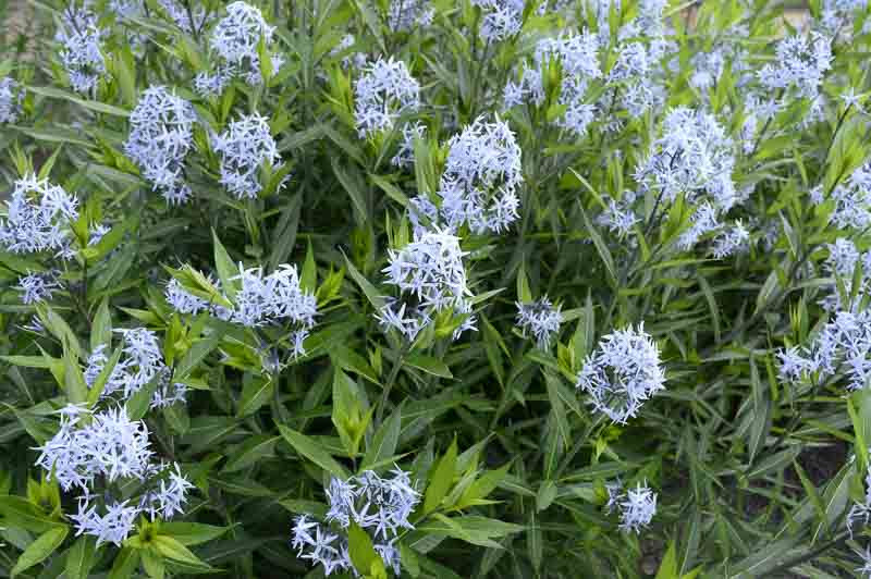 1533  Amsonia tabernaemontana  I  Svenskt namn  :Amsonia  I  Krukstorlek   : SQ1  I  Förväntad Höjd  :  80 cm  I  Blomningstid :  juni-sept - 3