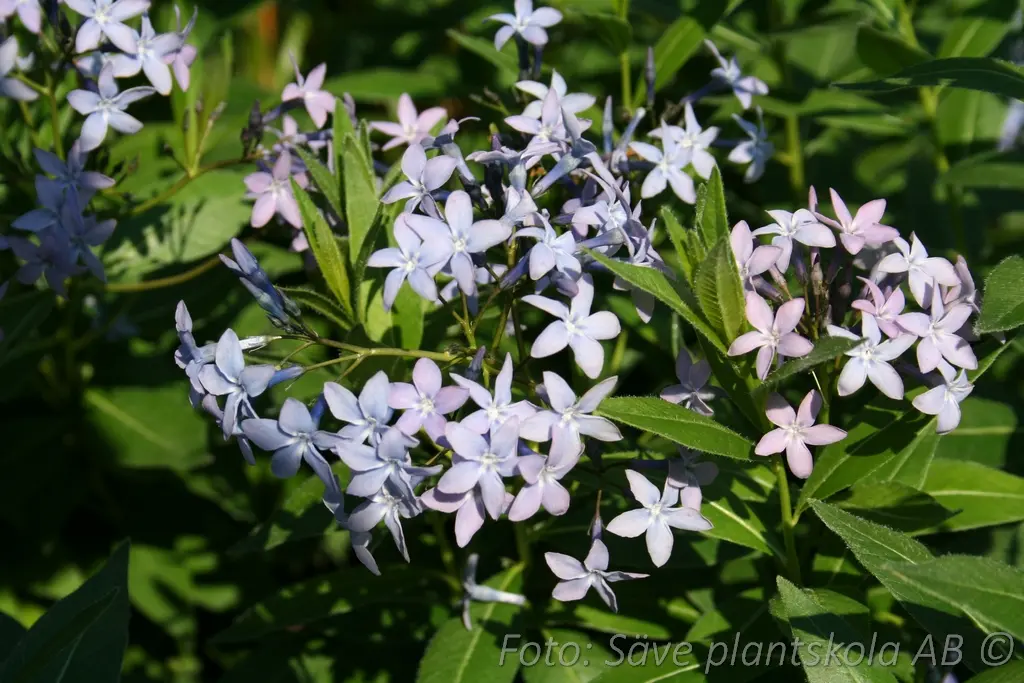 1533  Amsonia tabernaemontana  I  Svenskt namn  :Amsonia  I  Krukstorlek   : SQ1  I  Förväntad Höjd  :  80 cm  I  Blomningstid :  juni-sept - 2