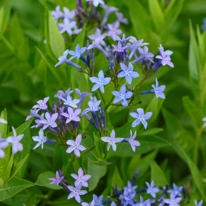 1535  Amsonia tabernaemontana Blue Ice  I  Svenskt namn  :Amsonia  I  Krukstorlek   : SQ1  I  Förväntad Höjd  :  40 cm  I  Blomningstid :  juni-sept