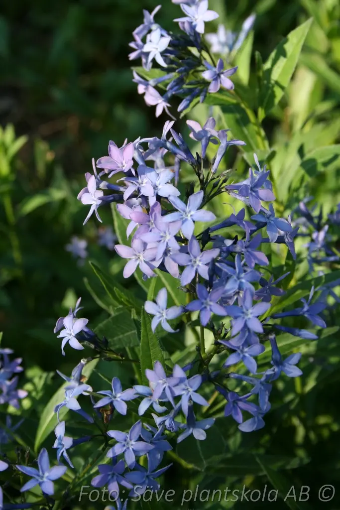 1535  Amsonia tabernaemontana Blue Ice  I  Svenskt namn  :Amsonia  I  Krukstorlek   : SQ1  I  Förväntad Höjd  :  40 cm  I  Blomningstid :  juni-sept - 3