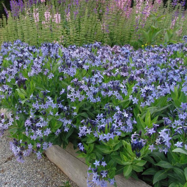 1535  Amsonia tabernaemontana Blue Ice  I  Svenskt namn  :Amsonia  I  Krukstorlek   : SQ1  I  Förväntad Höjd  :  40 cm  I  Blomningstid :  juni-sept - 2