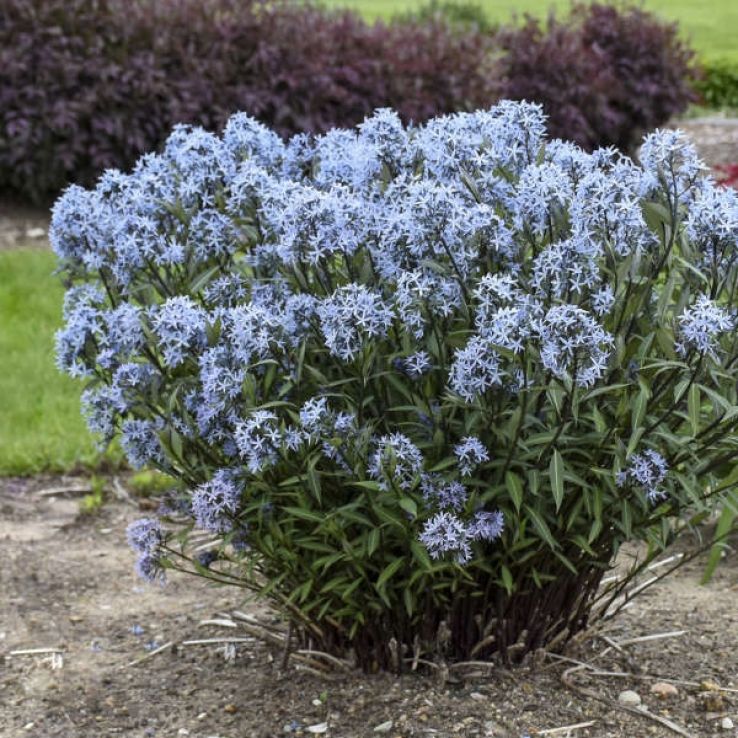 1539  Amsonia Ernst Pagels  I  Svenskt namn  :Amsonia  I  Krukstorlek   : SQ1  I  Förväntad Höjd  :  100 cm  I  Blomningstid :  juni-juli