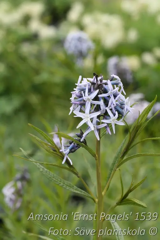 1539  Amsonia Ernst Pagels  I  Svenskt namn  :Amsonia  I  Krukstorlek   : SQ1  I  Förväntad Höjd  :  100 cm  I  Blomningstid :  juni-juli - 3