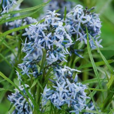 1539  Amsonia Ernst Pagels  I  Svenskt namn  :Amsonia  I  Krukstorlek   : SQ1  I  Förväntad Höjd  :  100 cm  I  Blomningstid :  juni-juli - 2