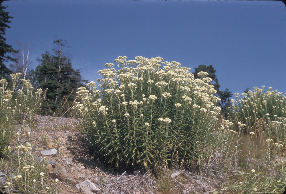 1340  Anaphalis margaritacea  I  Svenskt namn  :Pärleternell  I  Krukstorlek   : 11c  I  Förväntad Höjd  :  60 cm  I  Blomningstid :  juli-sept - 2