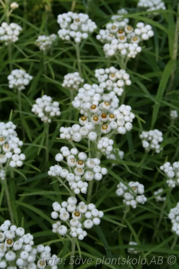 1340  Anaphalis margaritacea  I  Svenskt namn  :Pärleternell  I  Krukstorlek   : 11c  I  Förväntad Höjd  :  60 cm  I  Blomningstid :  juli-sept - 3