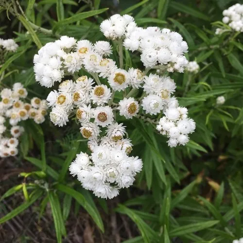 1340  Anaphalis margaritacea  I  Svenskt namn  :Pärleternell  I  Krukstorlek   : 11c  I  Förväntad Höjd  :  60 cm  I  Blomningstid :  juli-sept