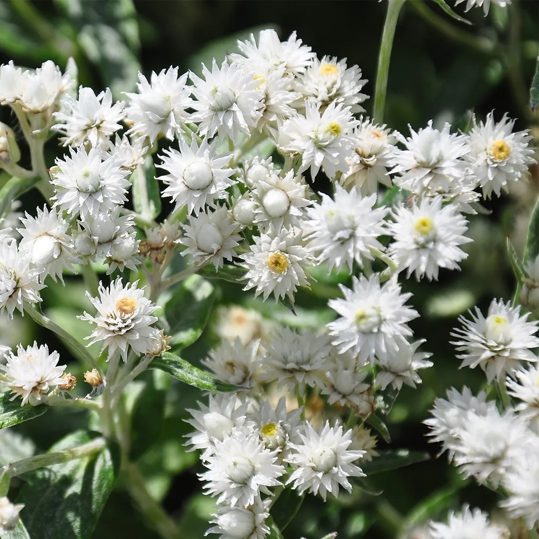 1350  Anaphalis triplinervis  I  Svenskt namn  :Ulleternell  I  Krukstorlek   : 11c/P9  I  Förväntad Höjd  :  40 cm  I  Blomningstid :  juli-aug