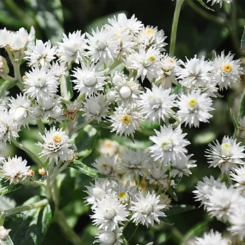1350  Anaphalis triplinervis  I  Svenskt namn  :Ulleternell  I  Krukstorlek   : 11c/P9  I  Förväntad Höjd  :  40 cm  I  Blomningstid :  juli-aug