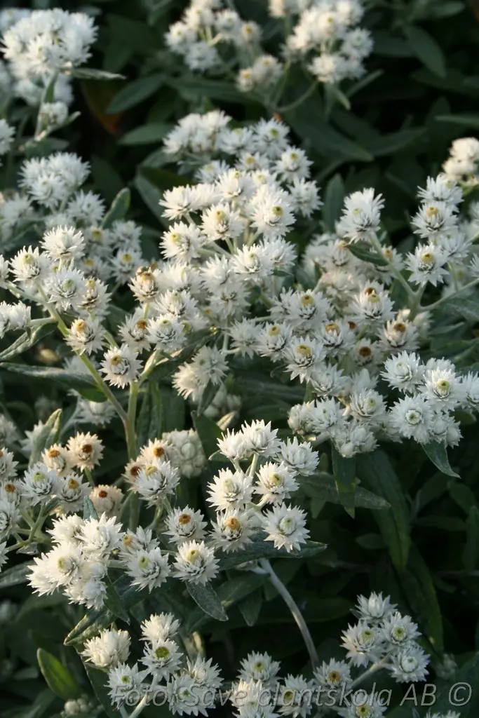 1350  Anaphalis triplinervis  I  Svenskt namn  :Ulleternell  I  Krukstorlek   : 11c/P9  I  Förväntad Höjd  :  40 cm  I  Blomningstid :  juli-aug - 4