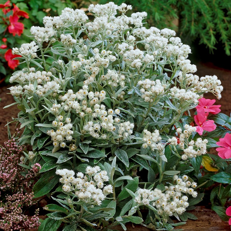 1350  Anaphalis triplinervis  I  Svenskt namn  :Ulleternell  I  Krukstorlek   : 11c/P9  I  Förväntad Höjd  :  40 cm  I  Blomningstid :  juli-aug - 3