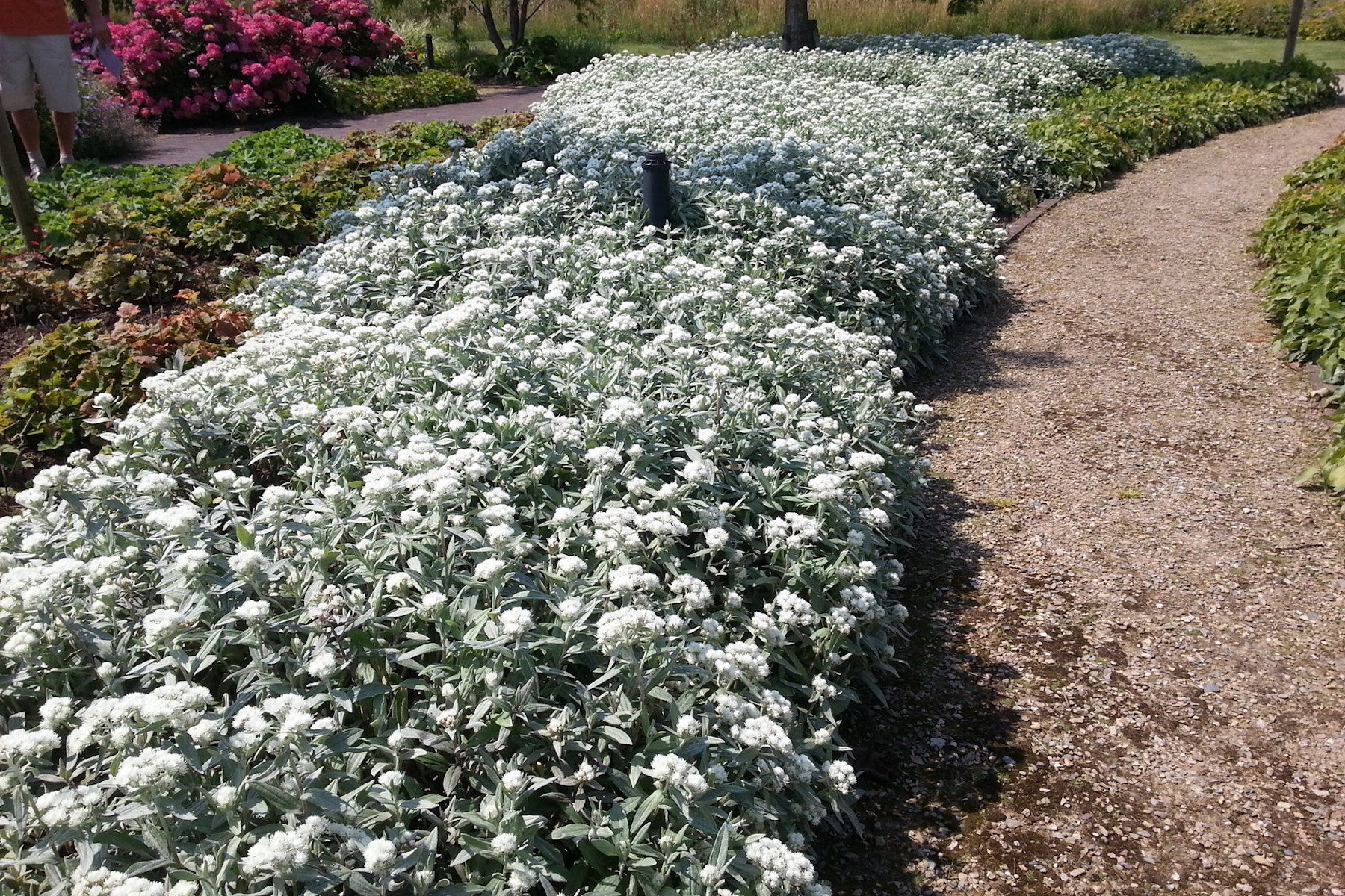 1350  Anaphalis triplinervis  I  Svenskt namn  :Ulleternell  I  Krukstorlek   : 11c/P9  I  Förväntad Höjd  :  40 cm  I  Blomningstid :  juli-aug - 2