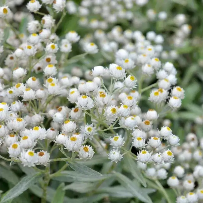 1351  Anaphalis triplinervis  Sommerschnee  I  Svenskt namn  :Ulleternell  I  Krukstorlek   : 11c/P9  I  Förväntad Höjd  :  30 cm  I  Blomningstid :  juli-aug - 2