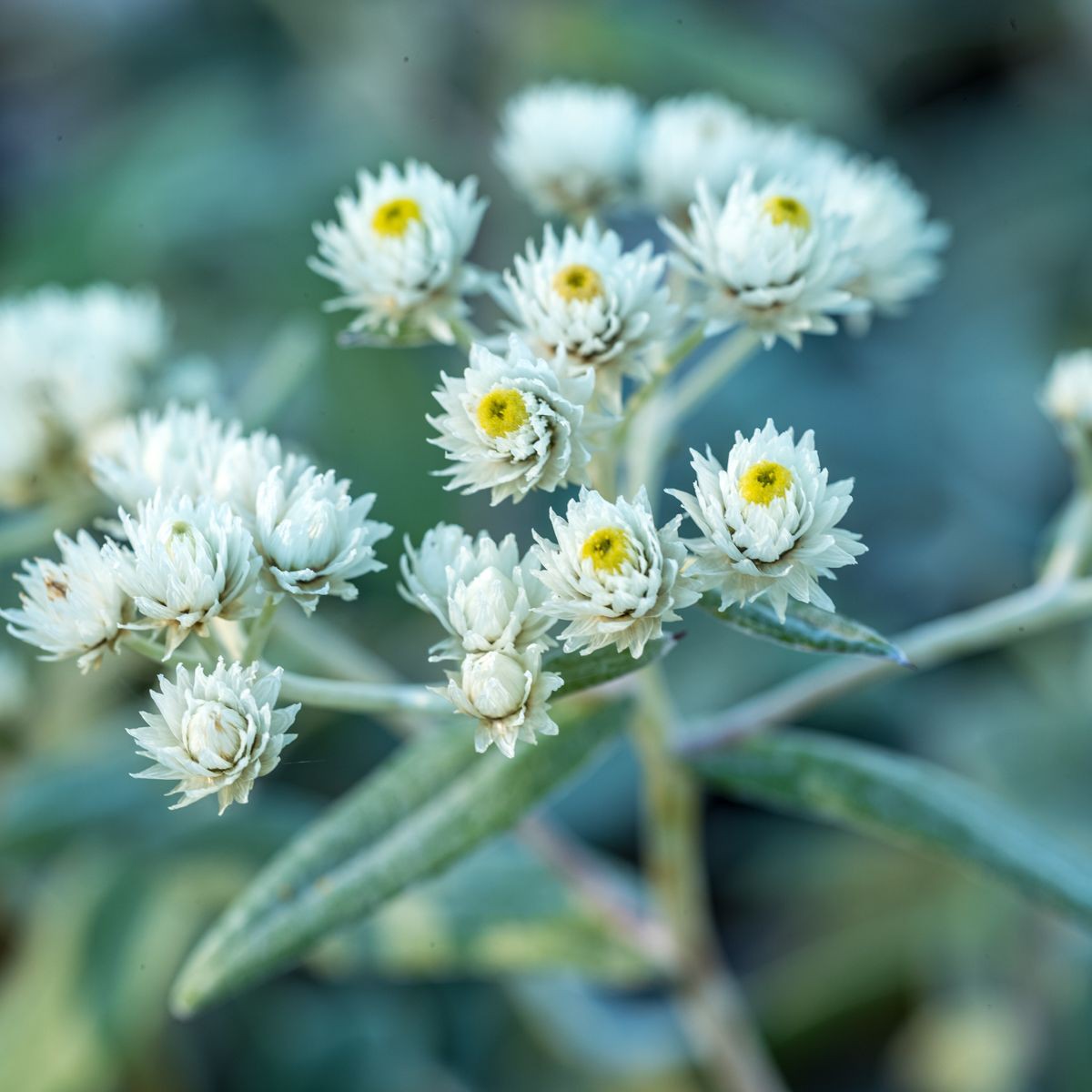 1351  Anaphalis triplinervis  Sommerschnee  I  Svenskt namn  :Ulleternell  I  Krukstorlek   : 11c/P9  I  Förväntad Höjd  :  30 cm  I  Blomningstid :  juli-aug