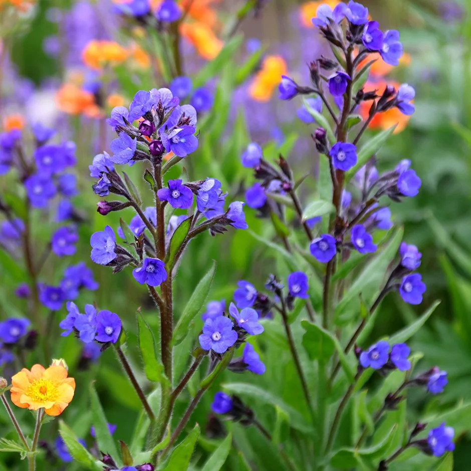 1365  Anchusa azurea  Loddon Royalist  I  Svenskt namn  :Italiensk oxtunga  I  Krukstorlek   : SQ1  I  Förväntad Höjd  :  90 cm  I  Blomningstid :  juli-aug