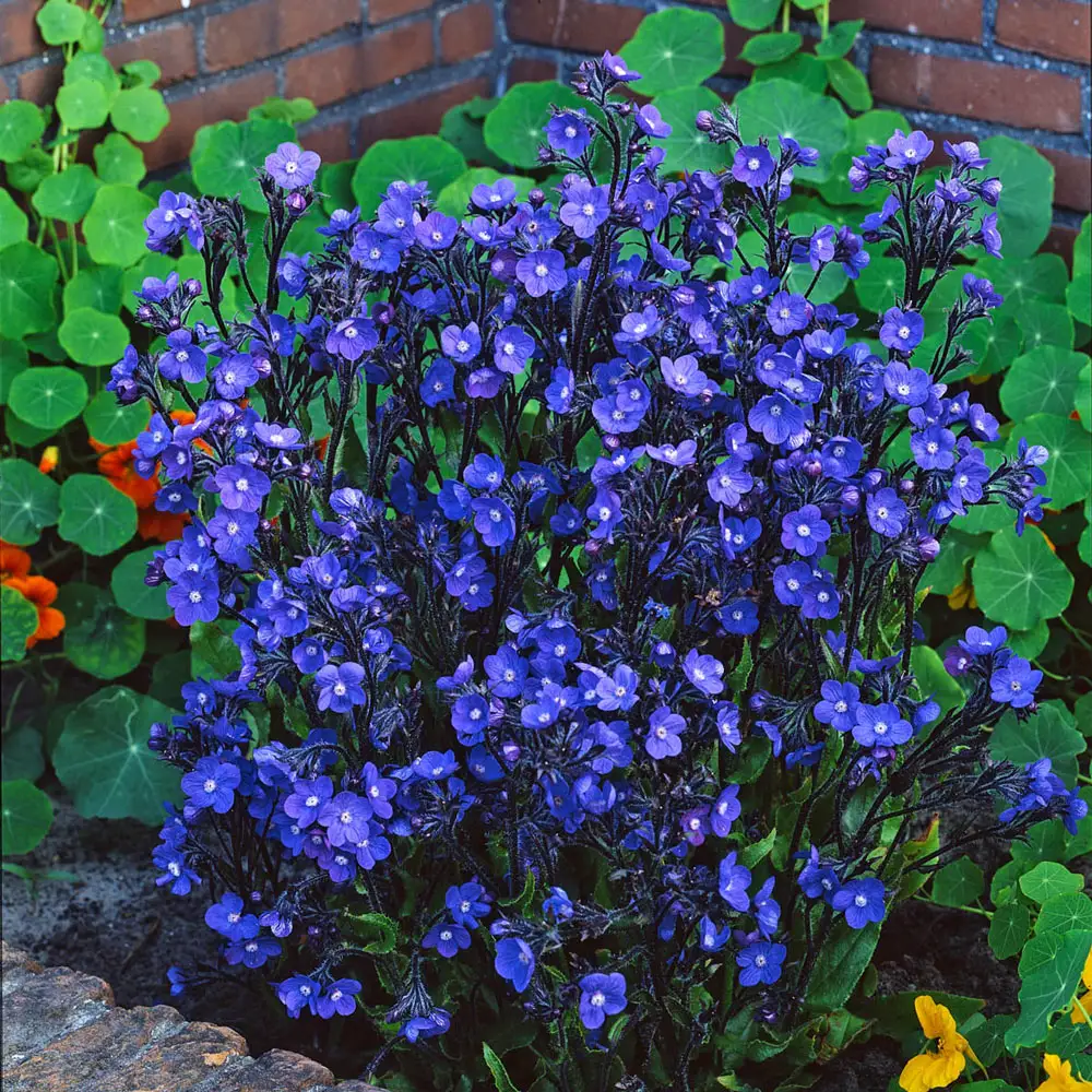 1365  Anchusa azurea  Loddon Royalist  I  Svenskt namn  :Italiensk oxtunga  I  Krukstorlek   : SQ1  I  Förväntad Höjd  :  90 cm  I  Blomningstid :  juli-aug - 4