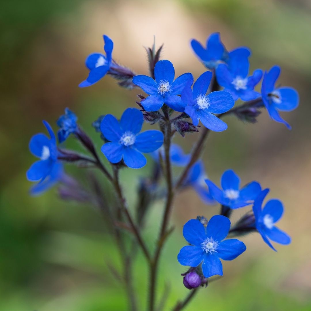 1365  Anchusa azurea  Loddon Royalist  I  Svenskt namn  :Italiensk oxtunga  I  Krukstorlek   : SQ1  I  Förväntad Höjd  :  90 cm  I  Blomningstid :  juli-aug - 2